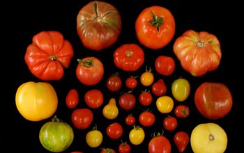 Researchers subjected many tomato varieties to consumer panel evaluations.